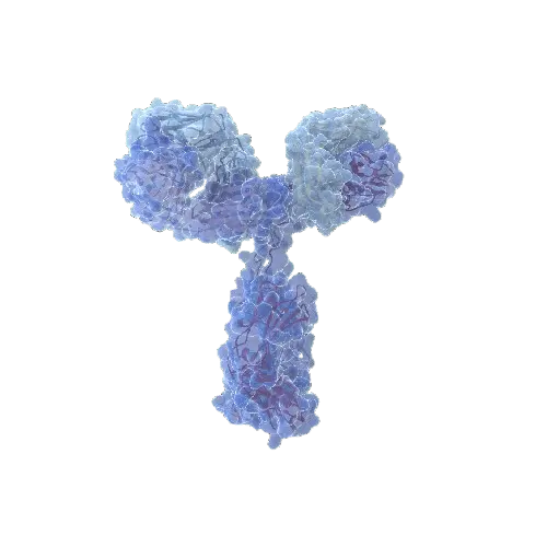 CD5L (Human) IP-WB Antibody Pair