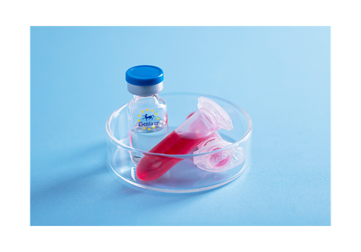 [GEN-PYT563-1mg] Visfatin Human, His